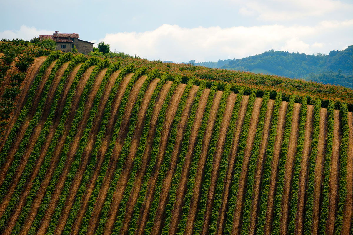 Mosaico di Vita | Consorzio Vini di Romagna